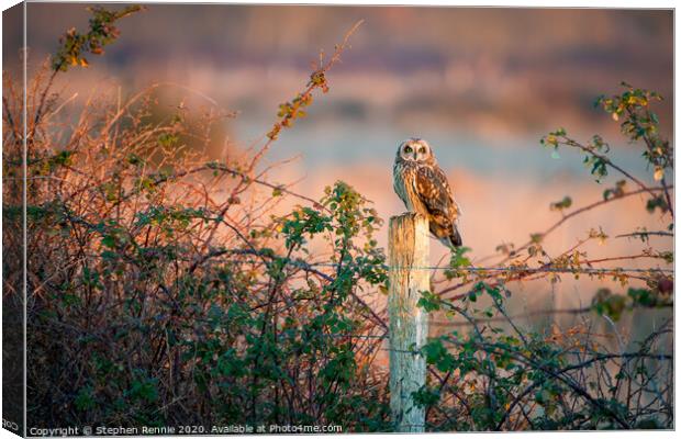 Short eared owl at sunset  Canvas Print by Stephen Rennie