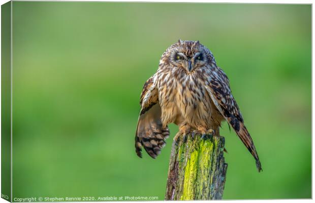 Short eared owl bird of prey Canvas Print by Stephen Rennie