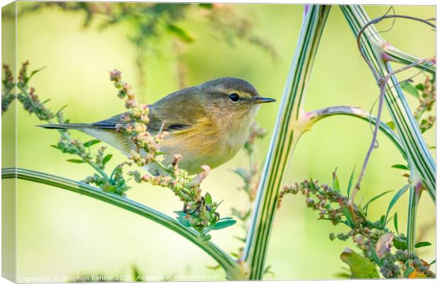 Common Chiffchaff hopping amongst the undergrowth Canvas Print by Stephen Rennie