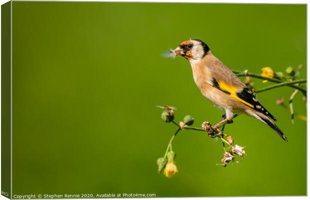 Goldfinch eating Hawkweed seeds Canvas Print by Stephen Rennie