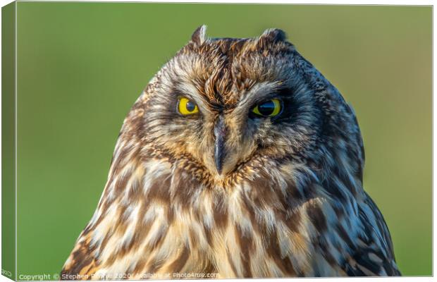 Face to face with a Short-eared Owl Canvas Print by Stephen Rennie