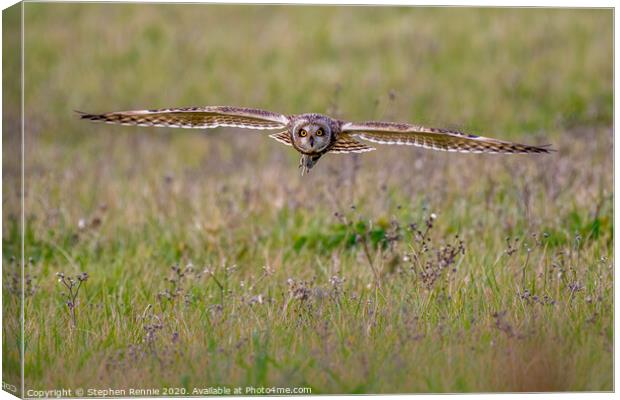 Short-eared owl with prey Canvas Print by Stephen Rennie