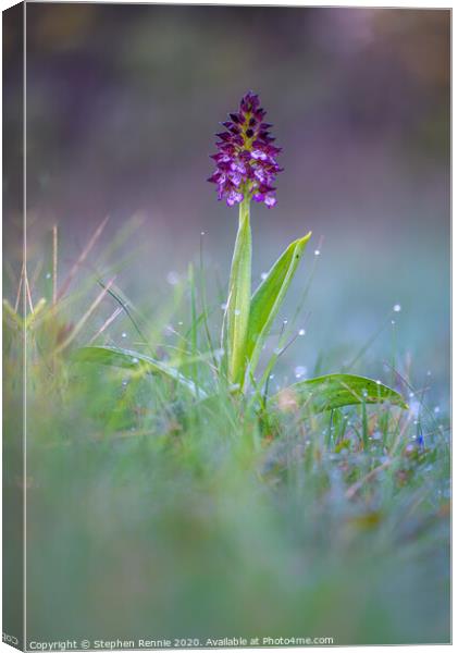 Lady Orchid (Orchis purpurea) Canvas Print by Stephen Rennie