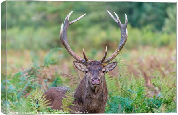 Red Deer Stag Canvas Print by Stephen Rennie