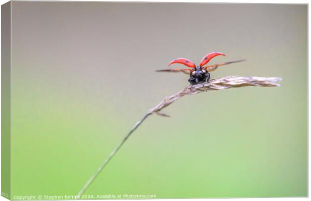 Ladybird take off Canvas Print by Stephen Rennie