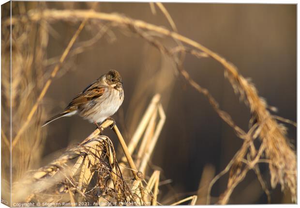 A small Reed Bunting bird Canvas Print by Stephen Rennie