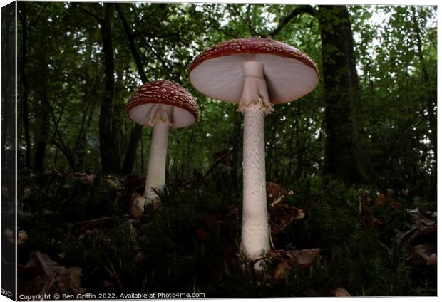 Giant Toadstools Canvas Print by Ben Griffin