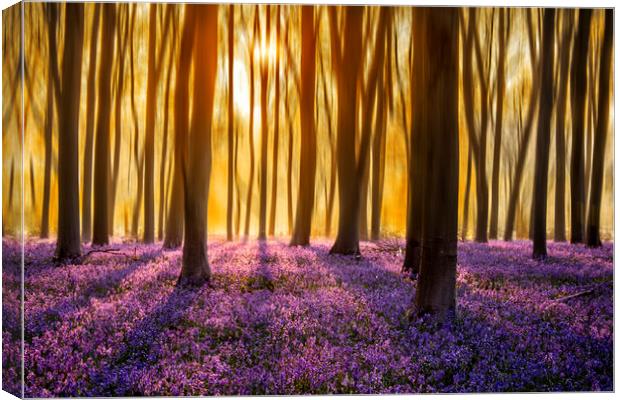 First Light on the Bluebell Carpet Canvas Print by Ben Griffin