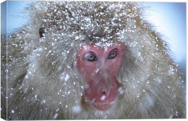 A Snow Monkey in a Snowstorm Canvas Print by Ben Griffin