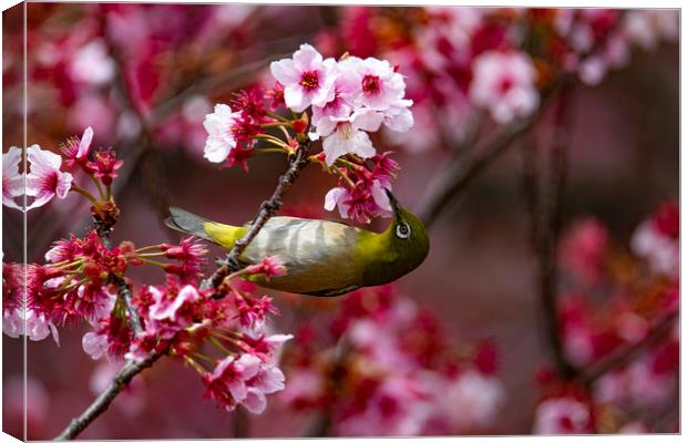 A Japanese White-Eye in Cherry Blossom Canvas Print by Ben Griffin