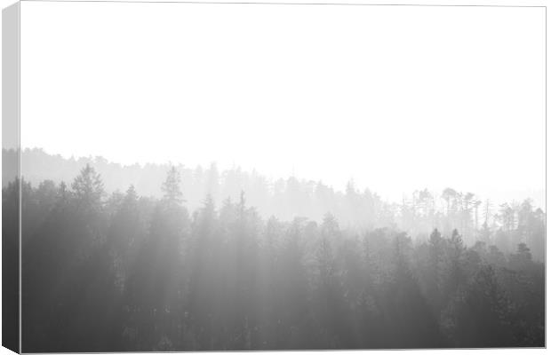 Light through the Trees Canvas Print by Ben Griffin