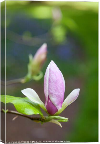 Magnolia in bloom Canvas Print by Amanda Hart