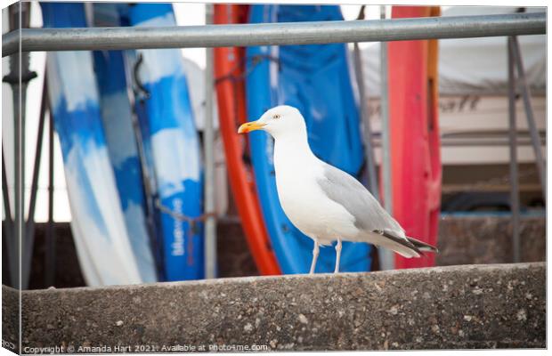 Seagull surveys activity in the harbour Canvas Print by Amanda Hart