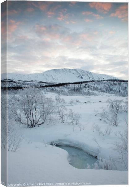 Frozen trees in Norway Canvas Print by Amanda Hart
