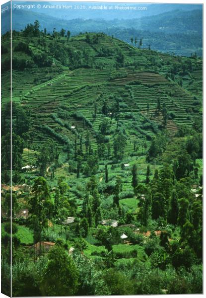 Terraced landscape in the hills of Sri Lanka Canvas Print by Amanda Hart