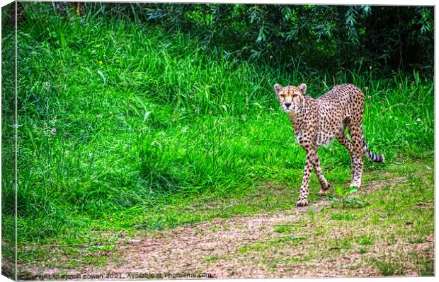 cheetah having a walk Canvas Print by simon cowan