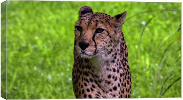 A close up of a cheetah standing in the grass Canvas Print by simon cowan