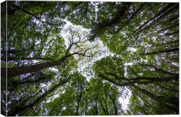 Lungs of the World Canvas Print by Marc Jones