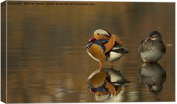 Mandarin Duck Pair Canvas Print by Ewan Jones