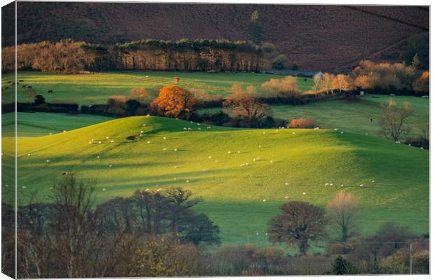 Sunrise over grazing sheep, Holt Ball, Exmoor Canvas Print by Shaun Davey