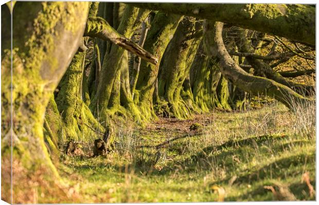 Overgrown Ancient Beech Hedge, Bagley, Exmoor Canvas Print by Shaun Davey