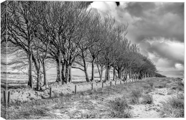 Line of beech trees and wall in the snow, Exmoor Canvas Print by Shaun Davey