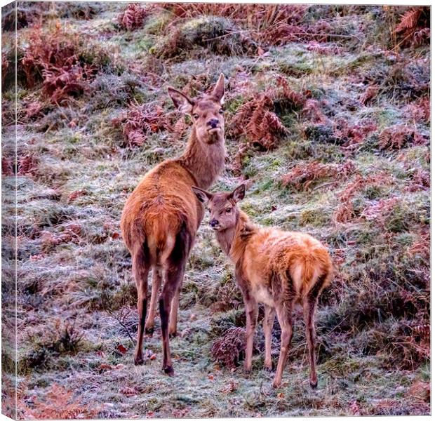 Red Deer - Exmoor Canvas Print by Shaun Davey