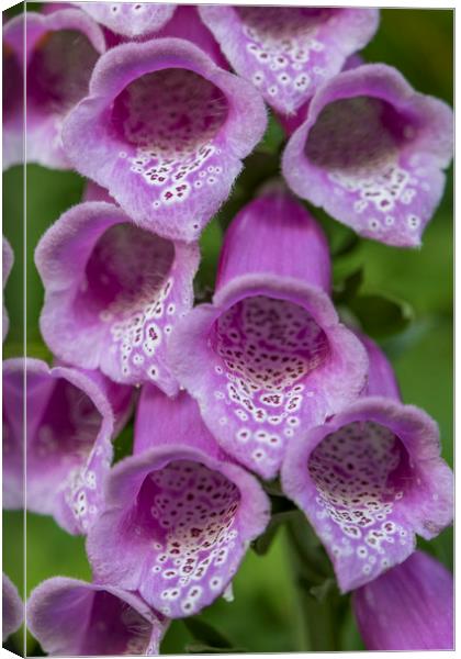 Foxglove (digitalis) Canvas Print by Shaun Davey