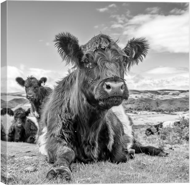 Belted Galloway Cow Canvas Print by Shaun Davey