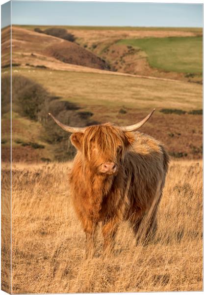Highland Cow, Exmoor Canvas Print by Shaun Davey