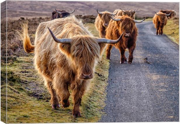 Highland Cattle, Exmoor Canvas Print by Shaun Davey