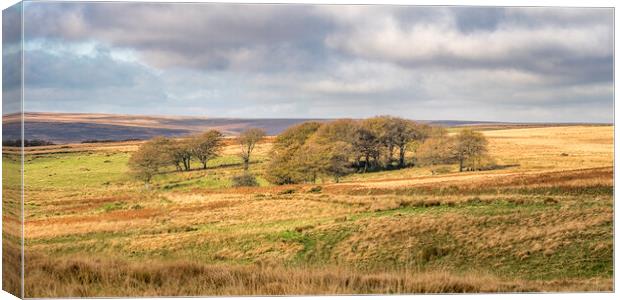 Larkbarrow, Exmoor Canvas Print by Shaun Davey