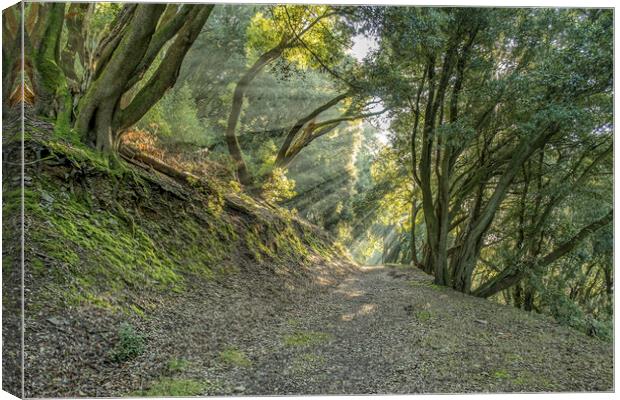 Sunbeams in Selworthy Woods Canvas Print by Shaun Davey