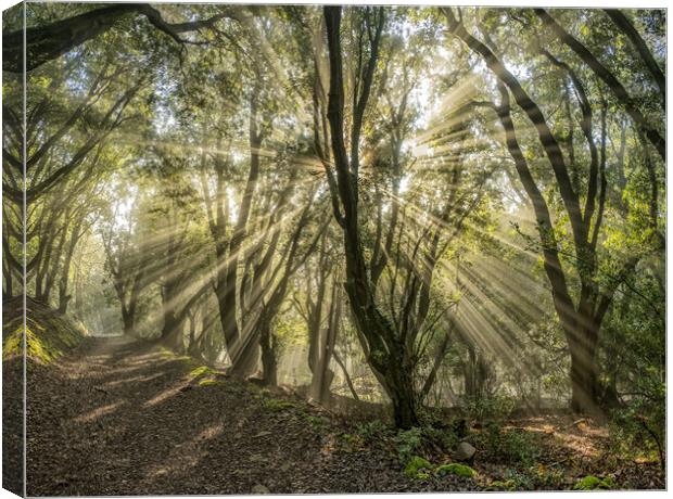 Sunbeams shining through the trees of Selworthy Woods, Exmoor National Park Canvas Print by Shaun Davey