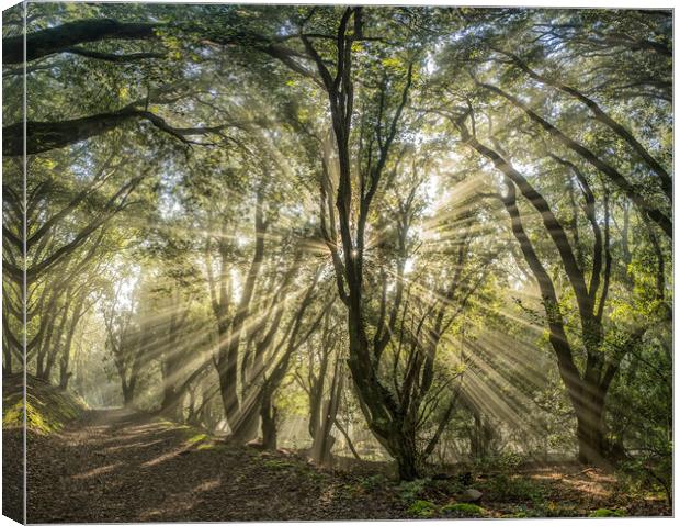 Sunbeams shining through the trees of Selworthy Woods, Exmoor National Park Canvas Print by Shaun Davey