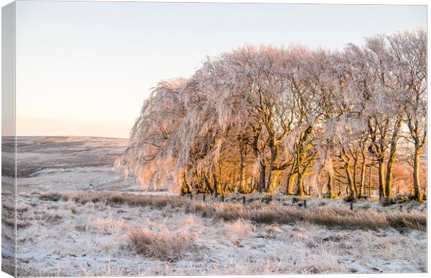 Ice encrusted trees in the setting sun Canvas Print by Shaun Davey