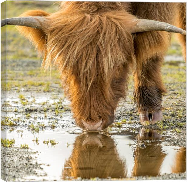 Highland Cattle, Exmoor Canvas Print by Shaun Davey