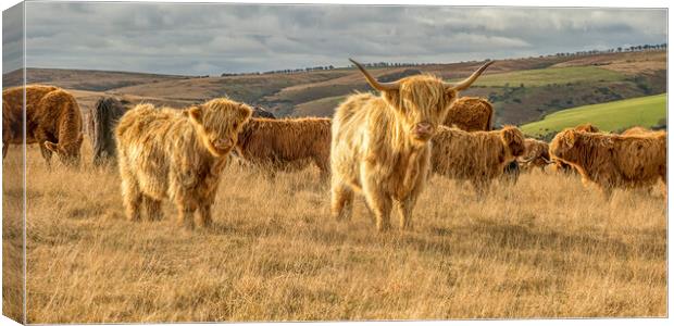 Highland Cattle, Exmoor Canvas Print by Shaun Davey