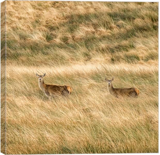Red Deer (Cervus elaphus), Exmoor Canvas Print by Shaun Davey