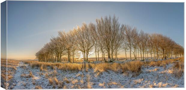 Ice encrusted trees in the rising sun Canvas Print by Shaun Davey