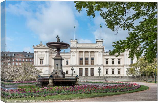 Blooming magnolia and tulips in front of Lund University Canvas Print by Stig Alenäs