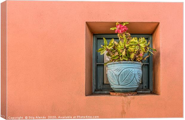 blue flower pot on an orange wall with a blooming  Canvas Print by Stig Alenäs