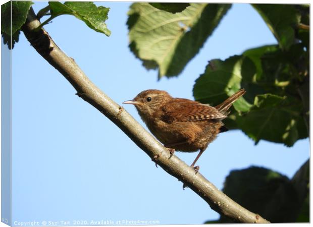           A wren just after he has sung his song! Canvas Print by Suzi Tait