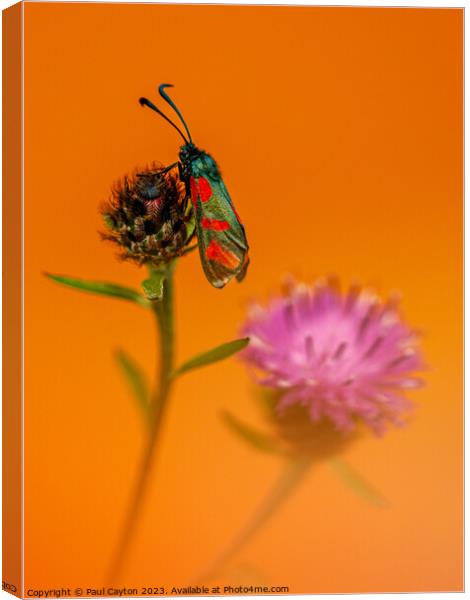 Six-spot Burnett Moth resting on thistle Canvas Print by Paul Cayton
