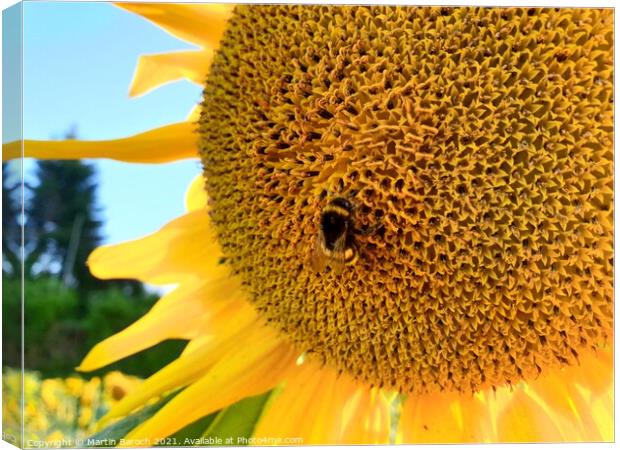 Sunflower with Bumblebee  Canvas Print by Martin Baroch