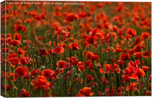 Sunlight Poppies  Canvas Print by Richard Taylor