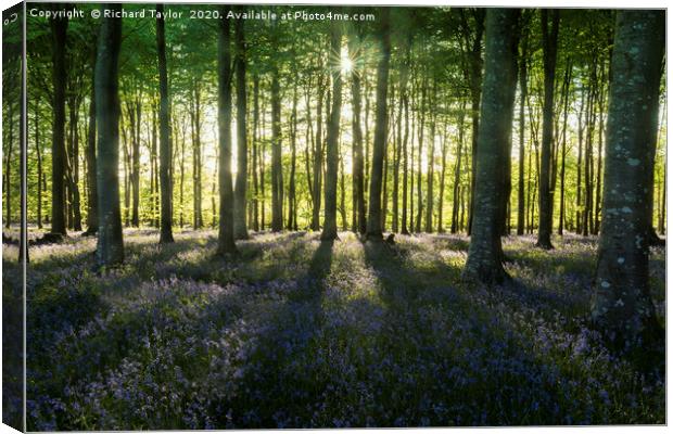 Bluebells and Shadows Canvas Print by Richard Taylor