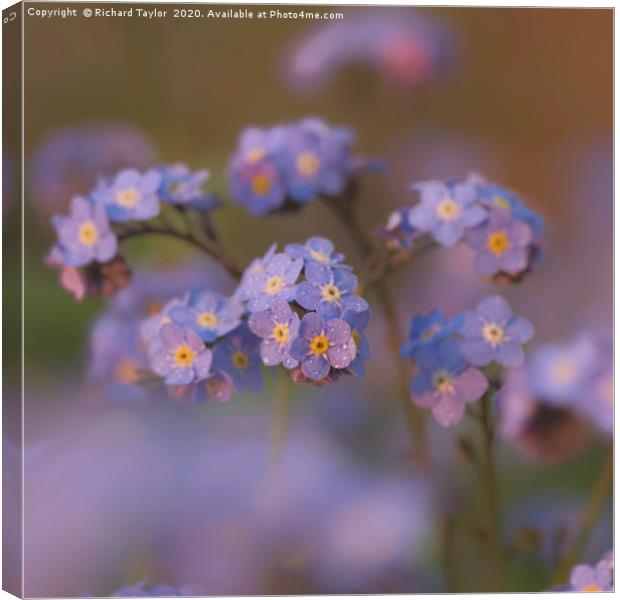 Forget me not Canvas Print by Richard Taylor