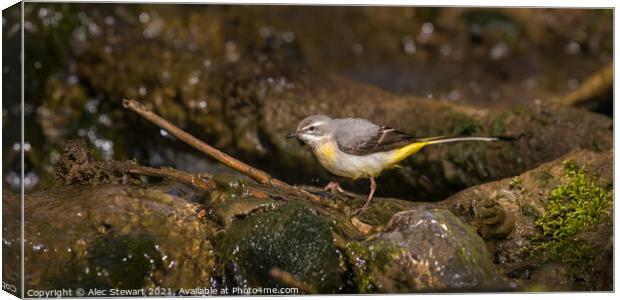 Grey Wagtail Canvas Print by Alec Stewart