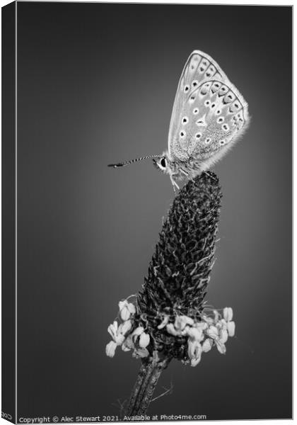 Common Blue Butterfly in Black and White Canvas Print by Alec Stewart